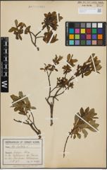 Foto von Salix hastata L.
